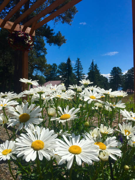 istock Daisies blooming in Pagosa Springs, Colorado 1032838500