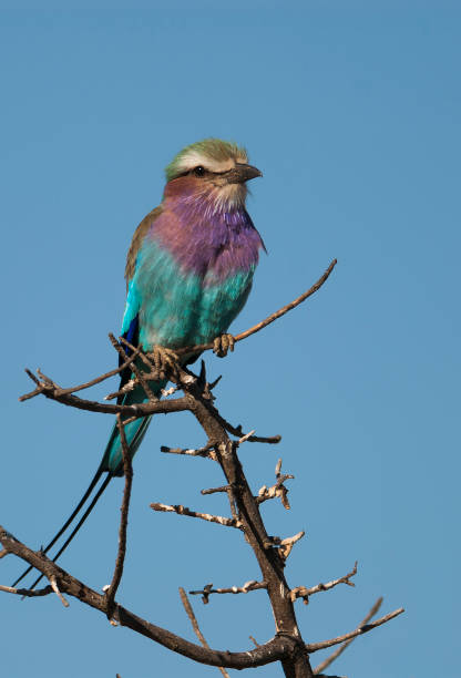 istock Coracias caudatus 1032841688