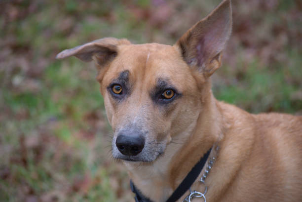 istock Catahoula Dog Breed 1032842114