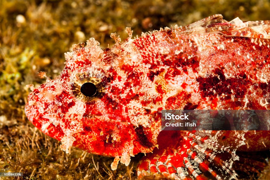 Clever Little Fish, Decoy Scorpionfish Iracundus signifer, Big Island, Hawaii Decoy Scorpionfish Iracundus signifer occurs in a depth range from 20-110m, but obviously in night time, shallower areas are acceptable. 

The species occurs from South Africa and Mauritius to the Ryukyu Islands and Taiwan to the Hawaiian Islands. Max. length 13cm 

This fish uses his dorsal fin as a lure, to imitate a small moving fish, and the resemblance is remarkable. 

USA, Hawai'i, West Coast Big Island at night at 12m depth 
19°16'19.709" N 155°53'36.3" W Animal Stock Photo
