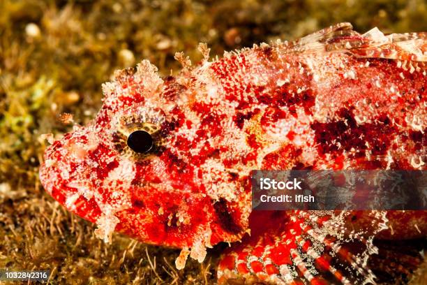 Clever Little Fish Decoy Scorpionfish Iracundus Signifer Big Island Hawaii Stock Photo - Download Image Now
