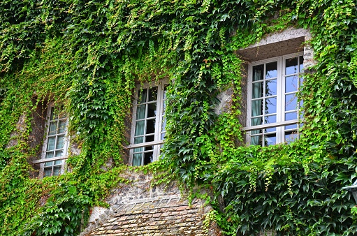 Green Vines Growing on an ancient Brick Wall in the City of Varrena in the Lake Como Region of Northern Italy the City of Varenna in the Lake Como Region of Northern Italy