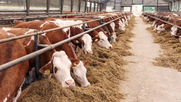 istock A cow in feeding shed being inquisitive 1032858542
