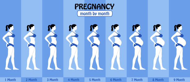 monat für monat schwangerschaft stadien der schwangeren frau mit bikini - maskottchen grafiken stock-grafiken, -clipart, -cartoons und -symbole