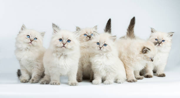 istock Portrait of a Siberian kittens 1032861960