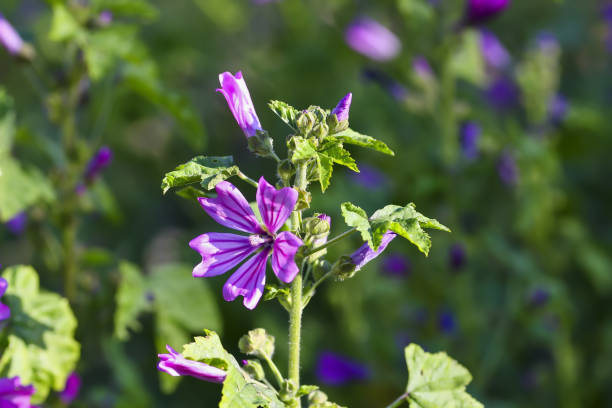istock Wild mallow, Malva silvestris, Bavaria, Germany, Europe 1032862606