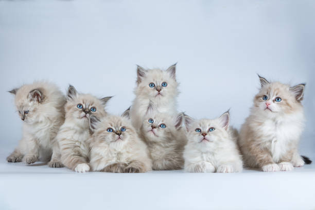 istock Portrait of a Siberian kittens 1032863062