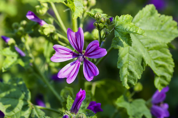istock Wild mallow, Malva silvestris, Bavaria, Germany, Europe 1032863128