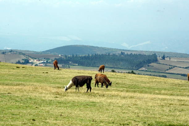 istock Llamas grazing in a field 1032866214