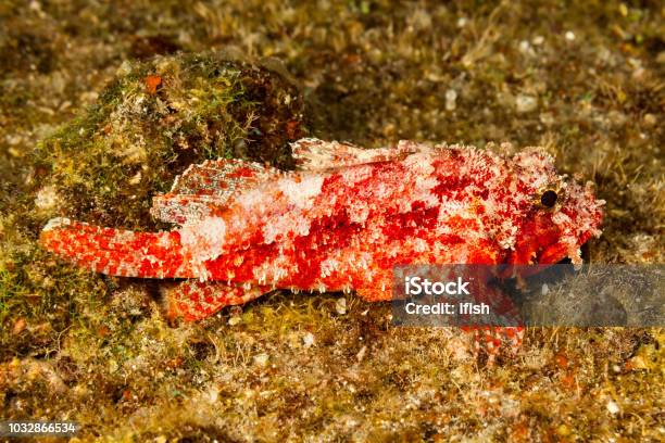 Decoy Scorpionfish Iracundus Signifer Clever Little Fish Big Island Hawaii Stock Photo - Download Image Now