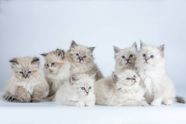 istock Portrait of a Siberian kittens 1032866536