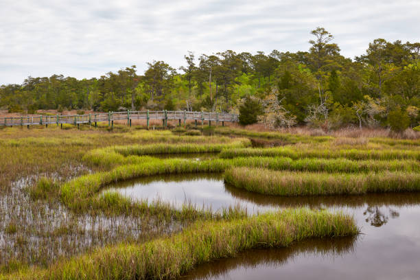 Scenic marsh in the Croatan National Forest, North Carolina, USA Scenic marsh along the Cedar Point Tideland hiking trail, located in the Croatan National Forest near Emerald Isle, North Carolina emerald isle north carolina stock pictures, royalty-free photos & images