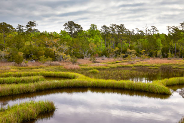 Scenic marsh in the Croatan National Forest, North Carolina, USA Scenic marsh along the Cedar Point Tideland hiking trail, located in the Croatan National Forest near Emerald Isle, North Carolina emerald isle north carolina stock pictures, royalty-free photos & images