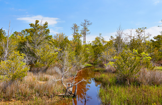Scenic marsh along the Cedar Point Tideland hiking trail, located in the Croatan National Forest near Emerald Isle, North Carolina