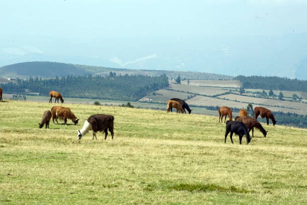 istock Llamas grazing in a field 1032882094