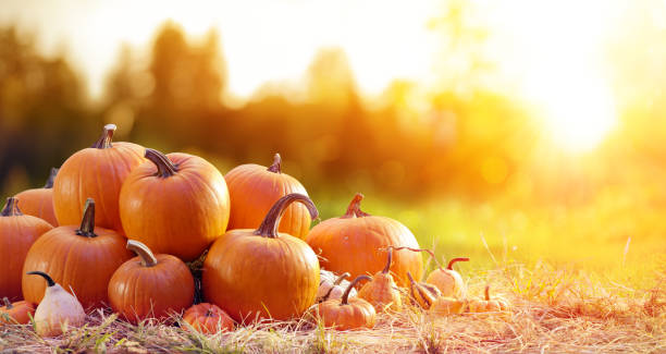 Ripe Pumpkins In Field At Sunset Group Of Pumpkins In Rural Landscape harvesting stock pictures, royalty-free photos & images