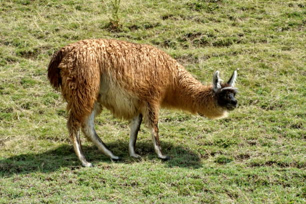 istock Brown llama grazing in a field 1032888932