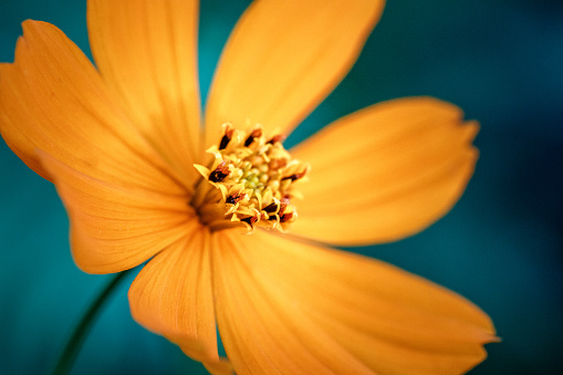 Yellow flower macro close up