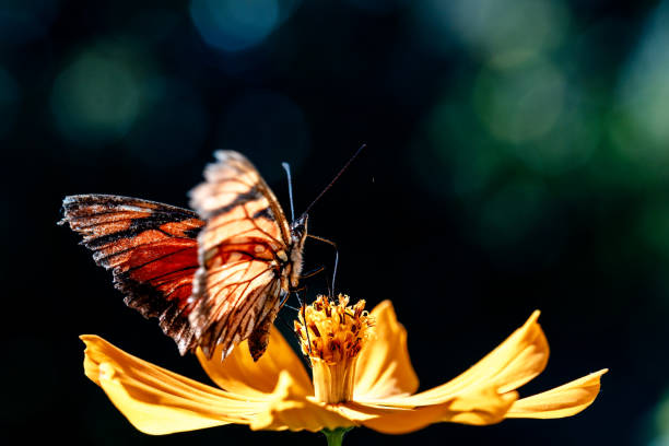 Butterfly collecting pollen from the flower