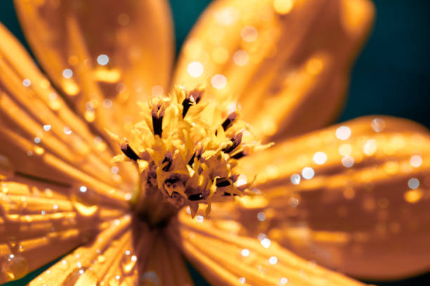Raindrops on yellow flower macro close up