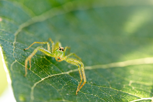 Small green spider on the leaf macro close up