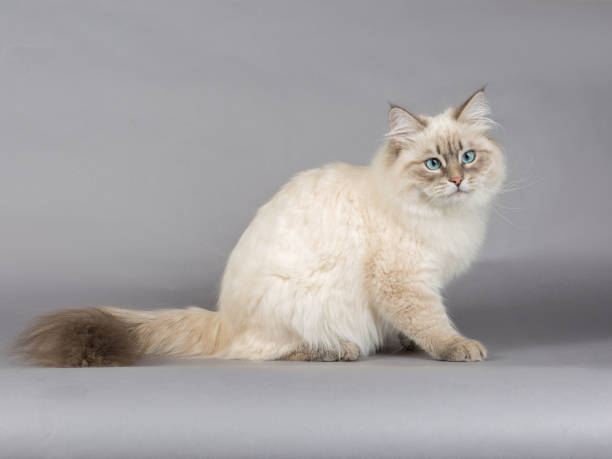 istock Portrait of Siberian kitten, studio shoot 1032897060