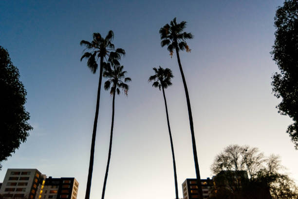 istock Palm Trees in Los Angeles 1032916970