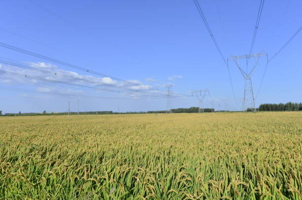 istock Mature rice in the field 1032922742