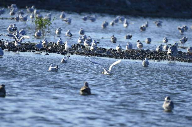istock A beautiful bird in wetlands 1032925058