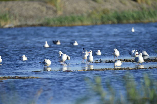 istock A beautiful bird in wetlands 1032925128