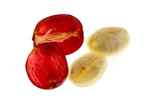 Photo of Coffee Cherry Fruit Anatomy