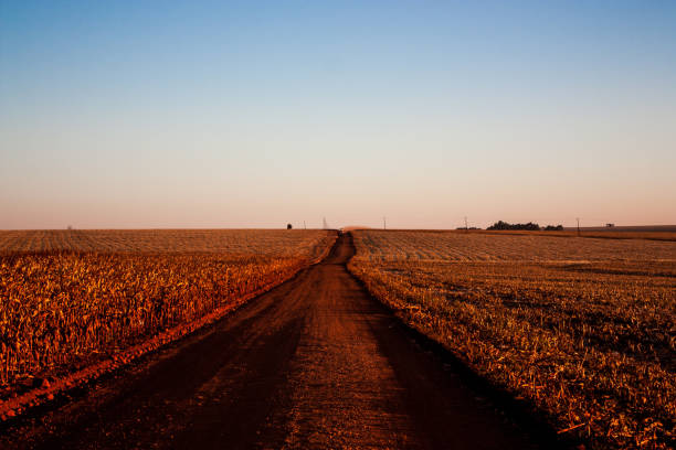 istock Corn Field in the harvest with corn in the cob 1032925368