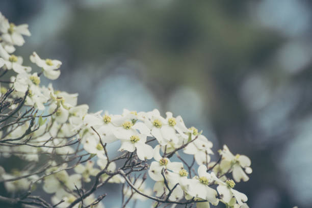 봄에는 나무에 흰 말채나무 ��꽃 - frame flower ornamental garden beauty in nature 뉴스 사진 이미지