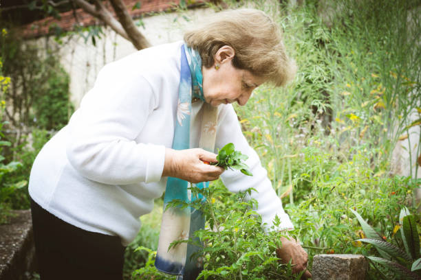 istock Woman picking tomatoes in the garden. 1032927924