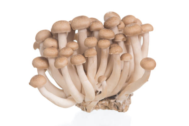 istock Brown beech mushrooms or Shimeji mushroom on white background 1032935838
