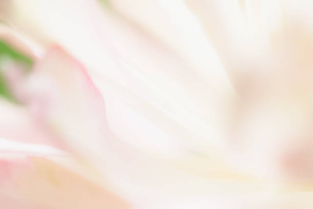 Sweet pastel color lotus in soft style for background
