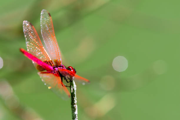 Insect red dragonfly in nature pond green background
