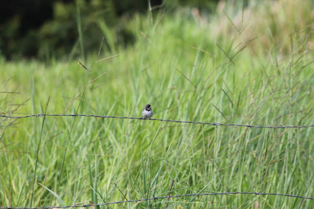 istock Little bird sitting on fence 1032938272