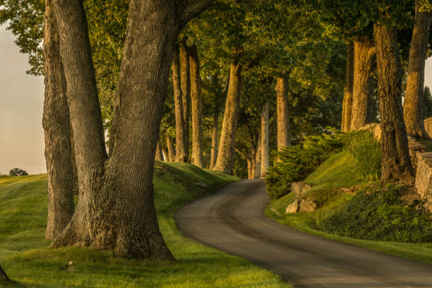 Winding wooded country road in late afternoon sun