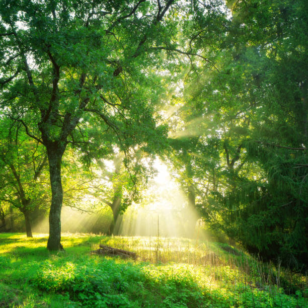 istock Green forest landscape background at sunrise. 1032938360