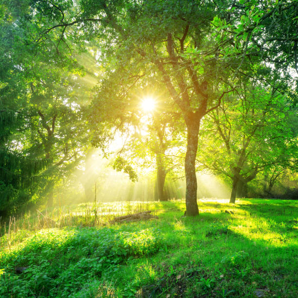 istock Green forest landscape background at sunrise. 1032938366