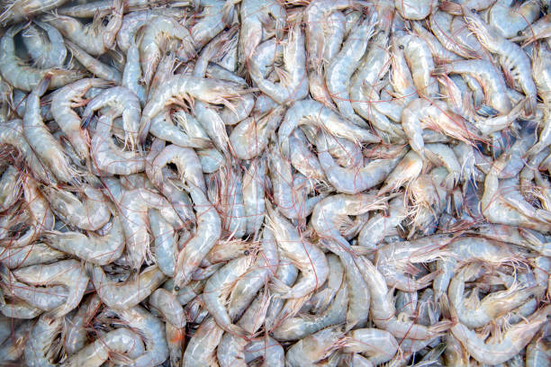 The shrimp used to Cook