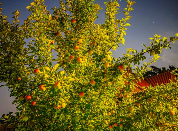 Picture show a wonderful view on an apple tree in a sky full of stars.
