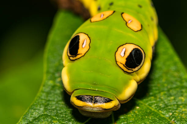 istock Spicebush Swallowtail Butterfly Caterpillar 1032959956