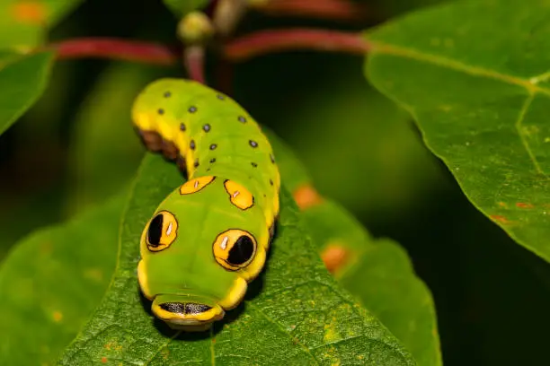 A close up of a Spicebush Caterpillar, a perfect snake mimic.