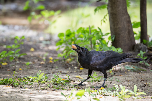Crow eating food on the ground on a natural background