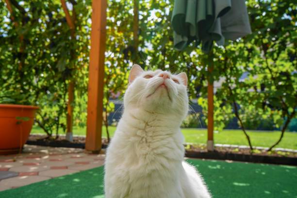 istock Relaxing cat in the garden 1032960292