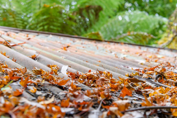 istock Fallen maple leaves on the top of roof. 1032965048