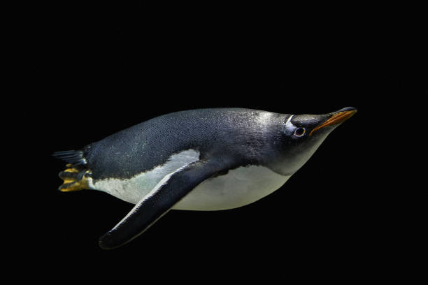 atemberaubende gentoo penguin schwimmen isoliert auf schwarzem hintergrund mit bubbles - gentoo penguin stock-fotos und bilder