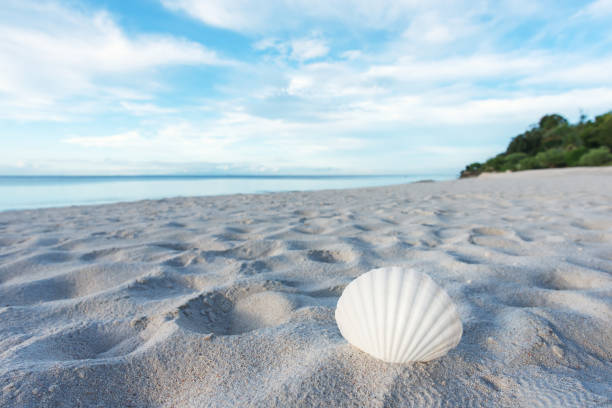 istock Seashell On Sandy Beach At The Morning 1032969408